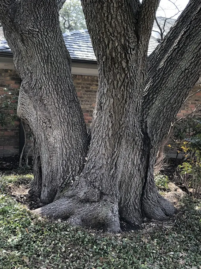 Mature heritage tree close to a Rufe property cared for by certified arborists